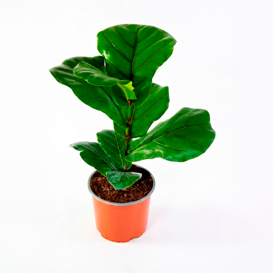 Ficus lyrata (Ficus lyrata warb)