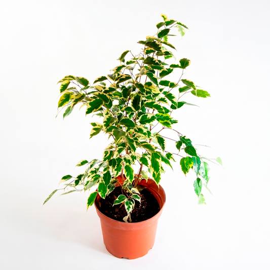Ficus benjamina variegado (Ficus benjamina variegata)