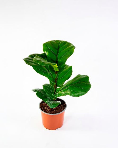Ficus lyrata (Ficus lyrata) árbol interior moderno hojas grandes decoración – Jardín El Ingenio