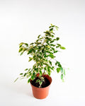 Ficus benjamina variegado (árbol interior decorativo hojas bicolores verde y crema – Jardín El Ingenio