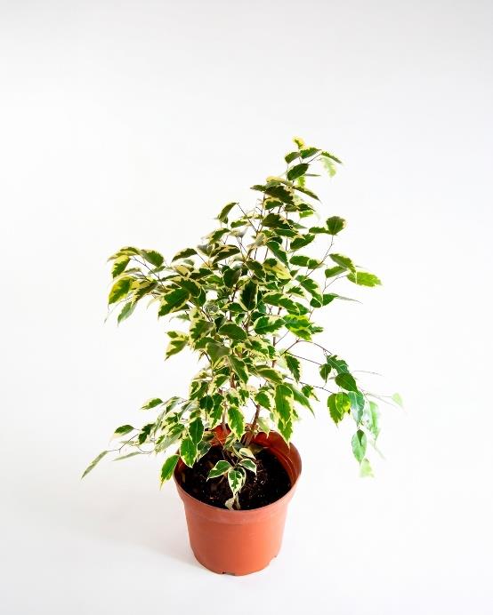 Ficus benjamina variegado (árbol interior decorativo hojas bicolores verde y crema – Jardín El Ingenio