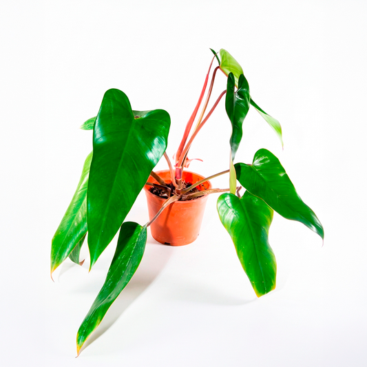 Philodendron sanguíneo (Philodendron erubescens)