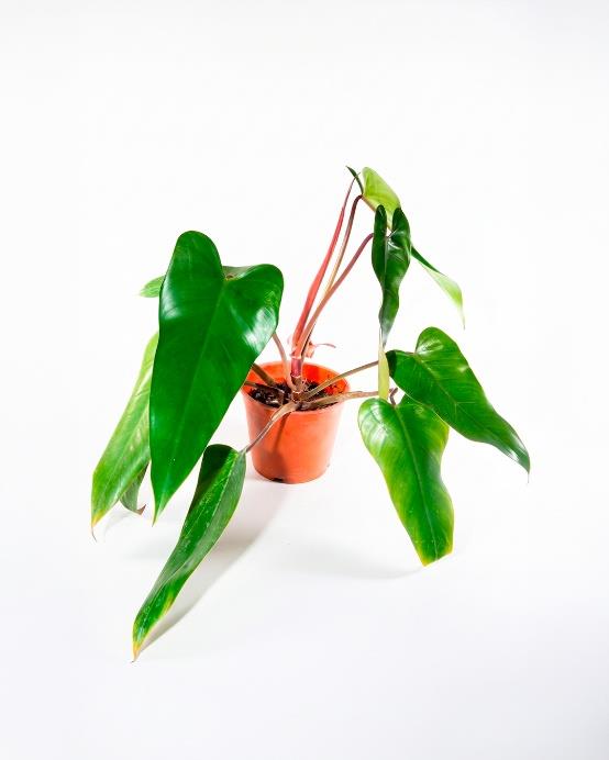 Philodendron sanguíneo (Philodendron erubescens) planta trepadora interior hojas rojizas – Jardín El Ingenio