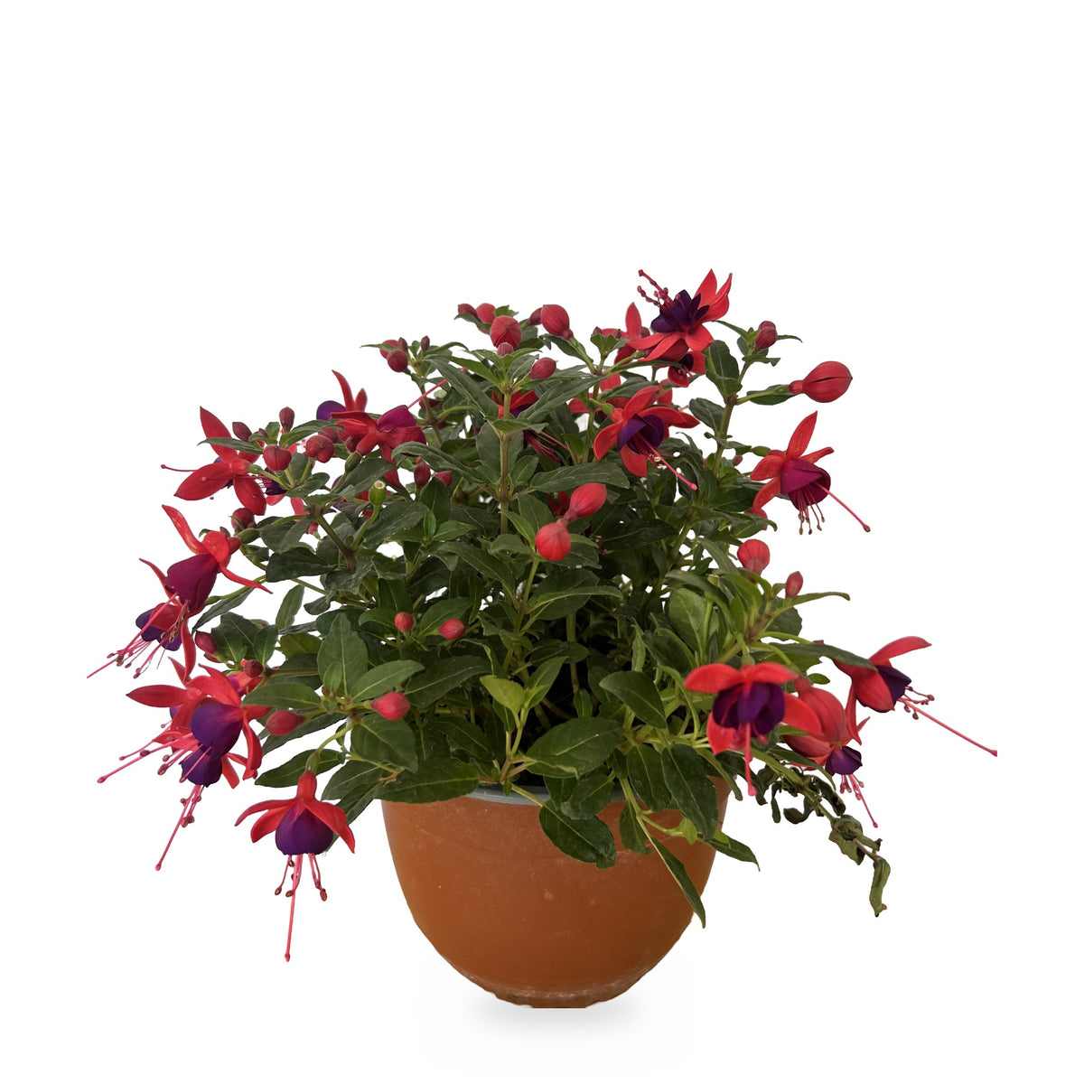 Fucsia roja (Fuchsia × hybrida) en maceta