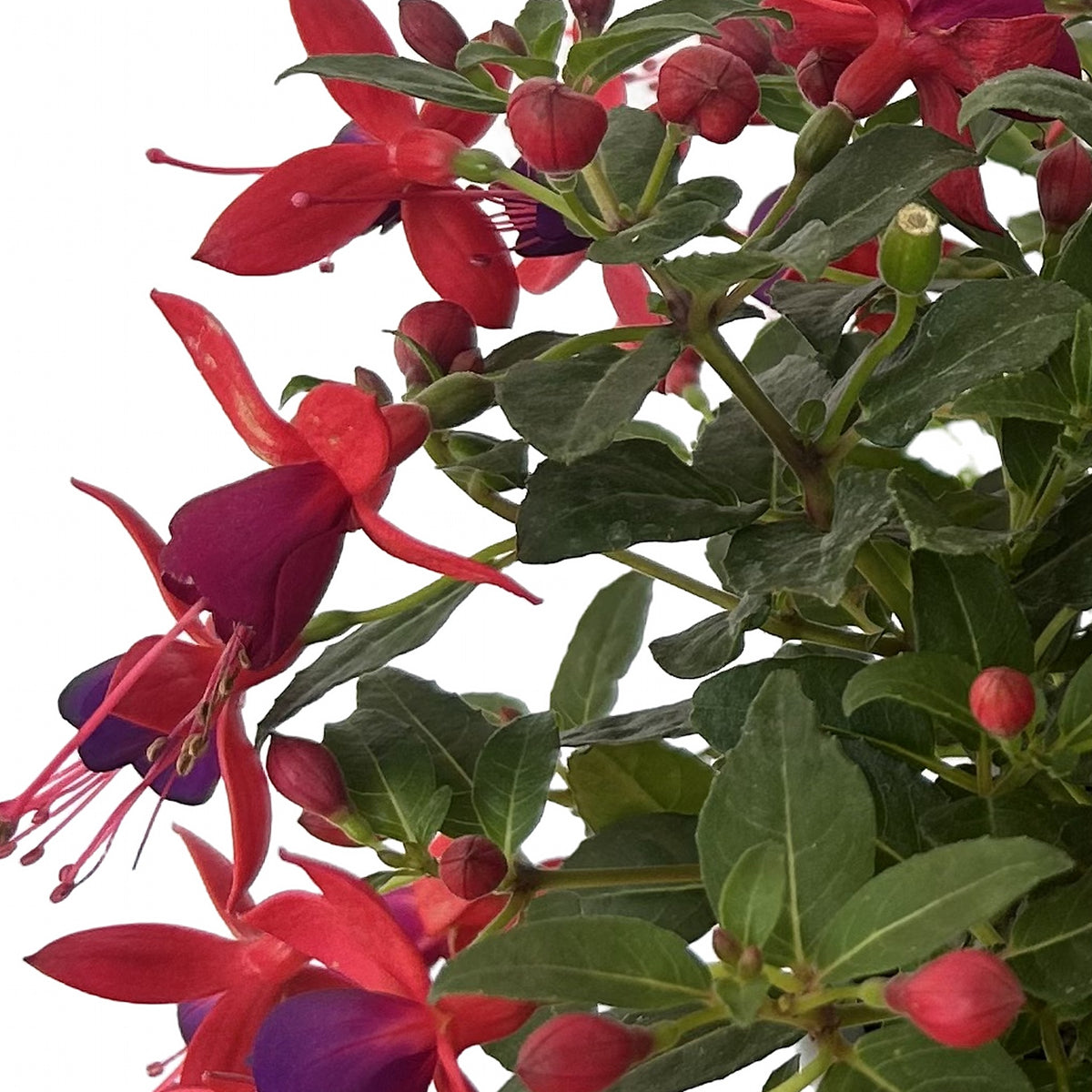 Fucsia roja (Fuchsia × hybrida), detalle de las flores