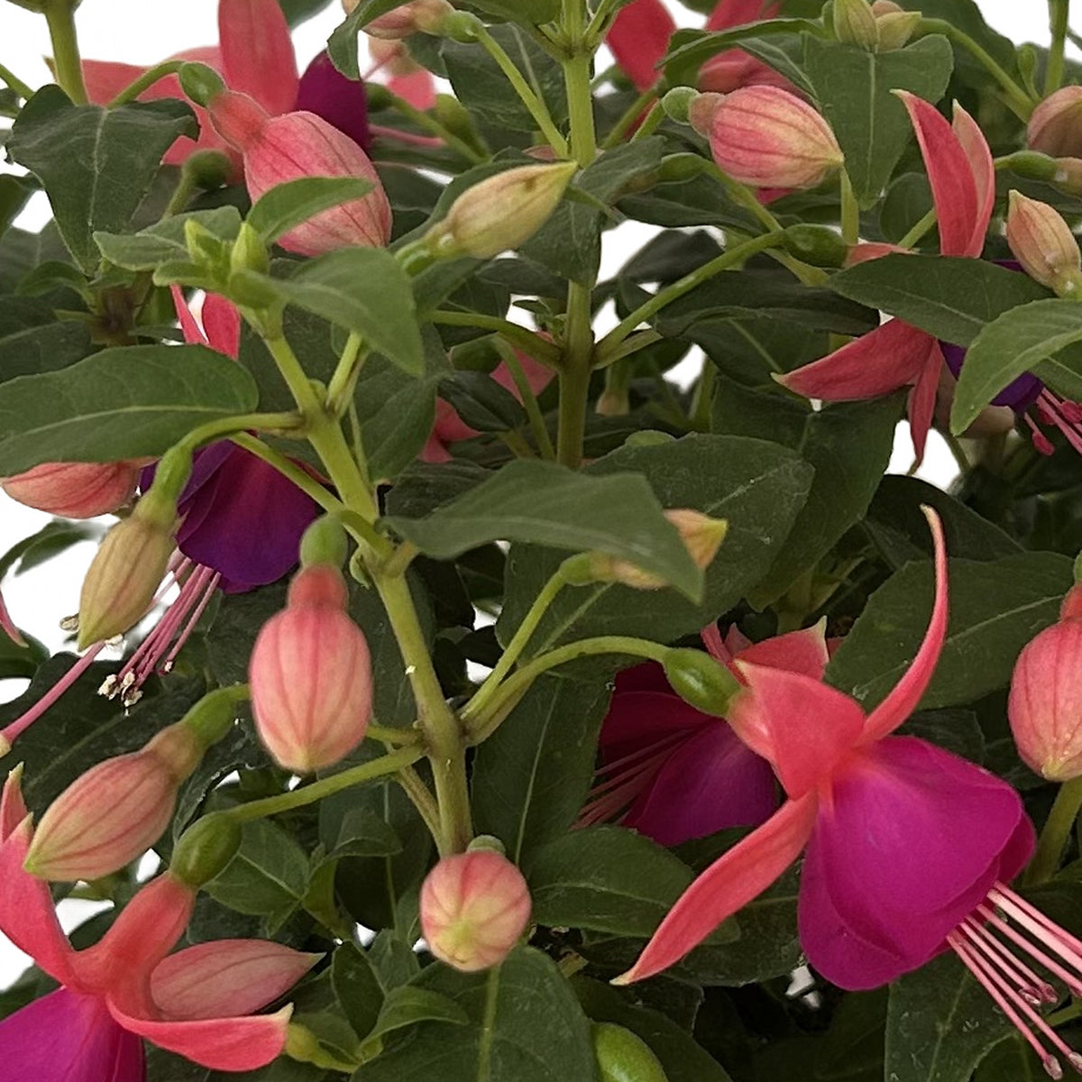 Fucsia rosada (Fuchsia × hybrida), detalle de las flores