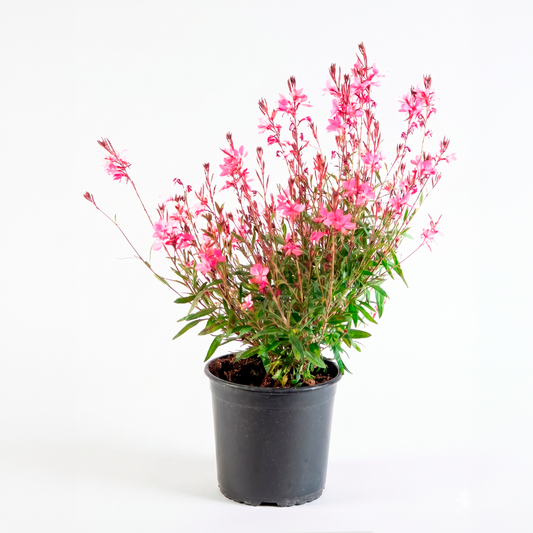 Gaura  (Gaura lindheimeri)