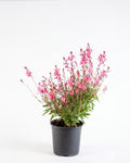 Gaura rosada (Gaura lindheimeri) planta herbácea exterior pequeña – Jardín El Ingenio