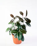 Gomero burgundy Ficus elastica árbol interior — Jardín El Ingenio