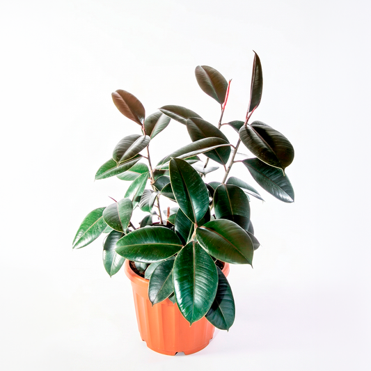 Gomero burgundy (Ficus elastica 'Burgundy')