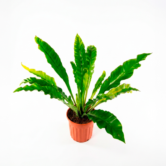 Helecho asplenium (Asplenium nidus)