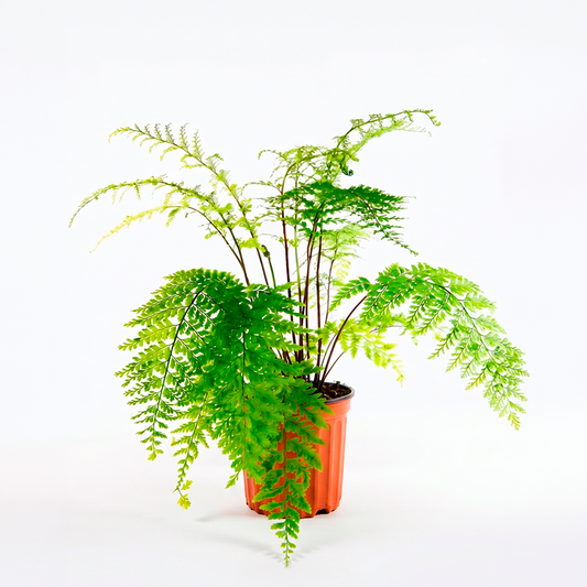 Helecho perejil (Asplenium dareoides)