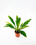 Helecho asplenium (Asplenium nidus) helecho interior hojas brillantes tropical moderno – Jardín El Ingenio