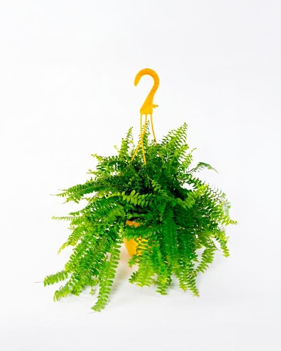 Helecho asplenium Asplenium nidus interior contemporáneo — Jardín El Ingenio