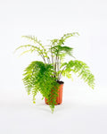 Helecho perejil (Asplenium dareoides) helecho compacto interior hojas rizadas decorativo – Jardín El Ingenio