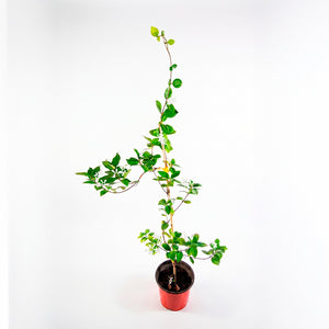 Jazmín de hélice (Trachelospermum jasminoides)
