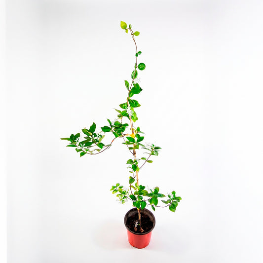 Jazmín de hélice (Trachelospermum jasminoides) en maceta — M ( 60 cm aprox.) — foto 1