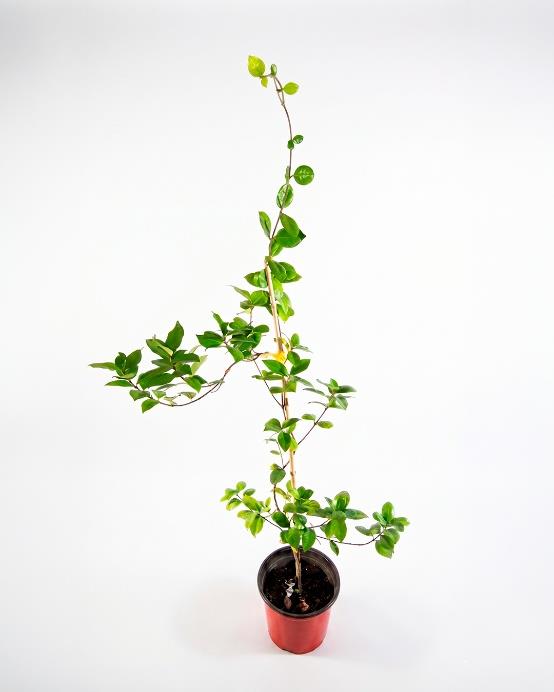 Jazmín de hélice (Trachelospermum jasminoides) trepadora exterior flores blancas aromática – Jardín El Ingenio