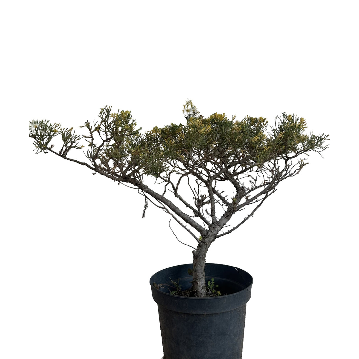 Junípero Aurea (Juniperus spp. 'Aurea') en maceta