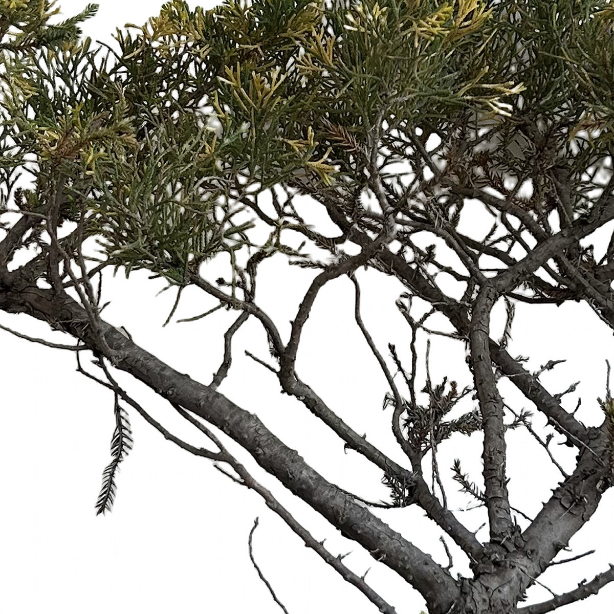 Junípero Aurea (Juniperus spp. 'Aurea'), detalle del follaje