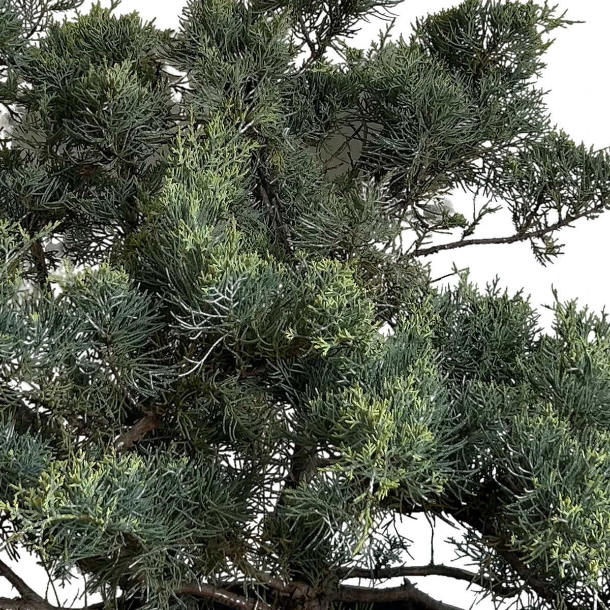 Junípero Hetzi (Juniperus chinensis 'Hetzii'), detalle del follaje