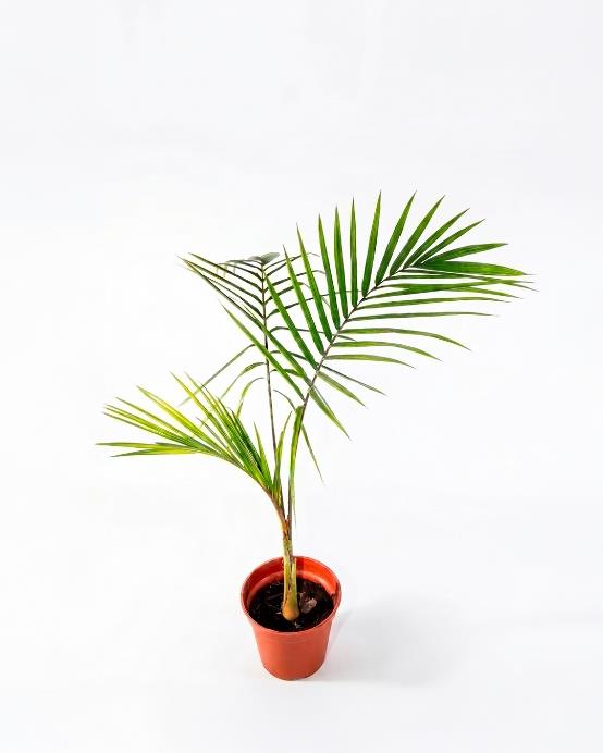entia palmera interior elegante — Jardín El Ingenio