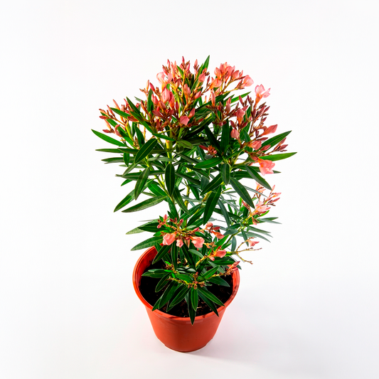 Laurel de flor enano (Nerium oleander var. Nana damasco)