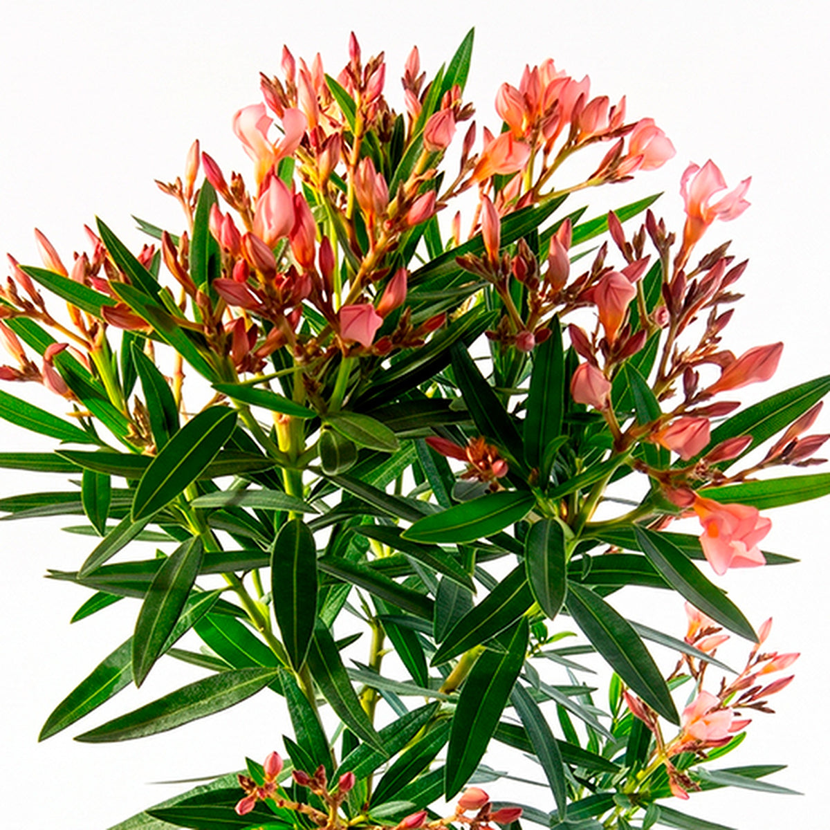 Laurel de flor enano (Nerium oleander var. Nana damasco), detalle de flores