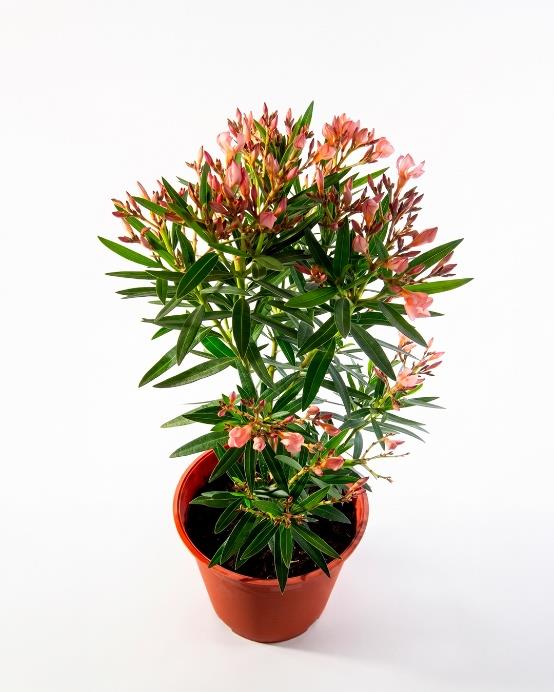 Laurel de flor enano (Nerium oleander) arbusto compacto exterior terraza – Jardín El Ingenio