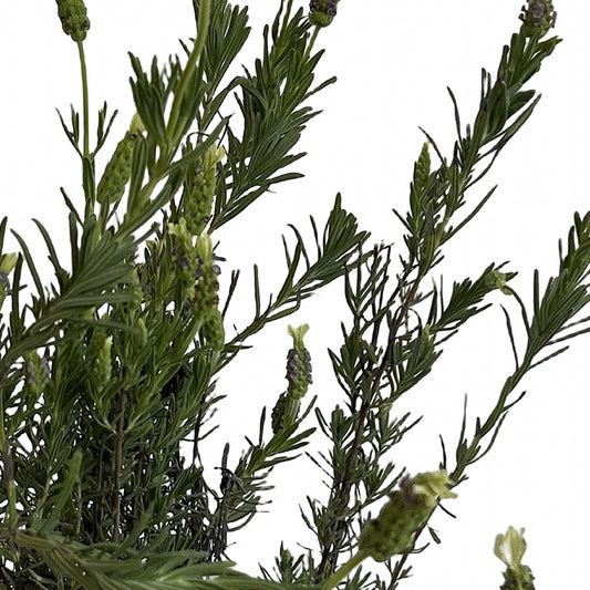 Lavanda stoechas, detalle de la flor