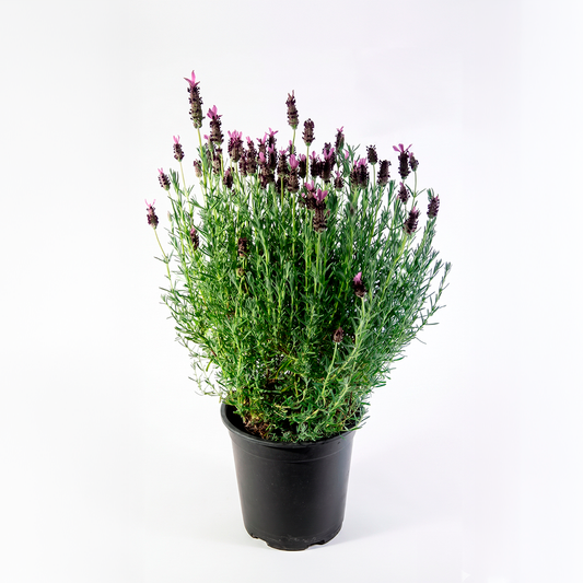 Lavanda stoechas (Lavandula stoechas)