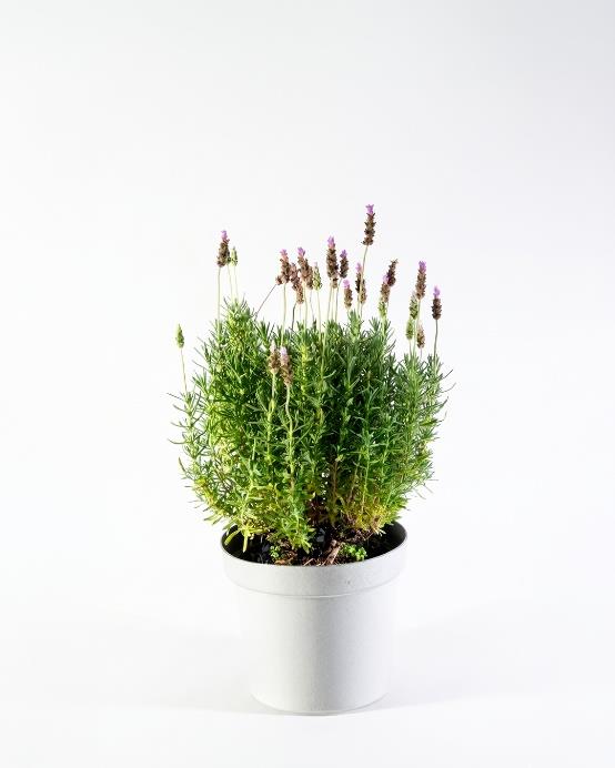 Lavanda francesa (Lavandula dentata) arbusto aromático exterior mediano – Jardín El Ingenio