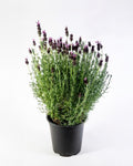 Lavanda stoechas planta aromática exterior — Jardín El Ingenio