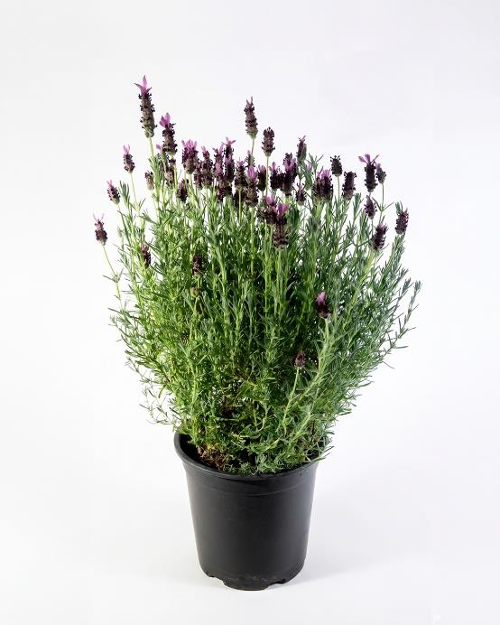 Lavanda stoechas planta aromática exterior — Jardín El Ingenio