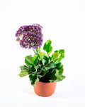 Limonium (Limonium sinuatum) planta ornamental exterior flores secas arreglos – Jardín El Ingenio