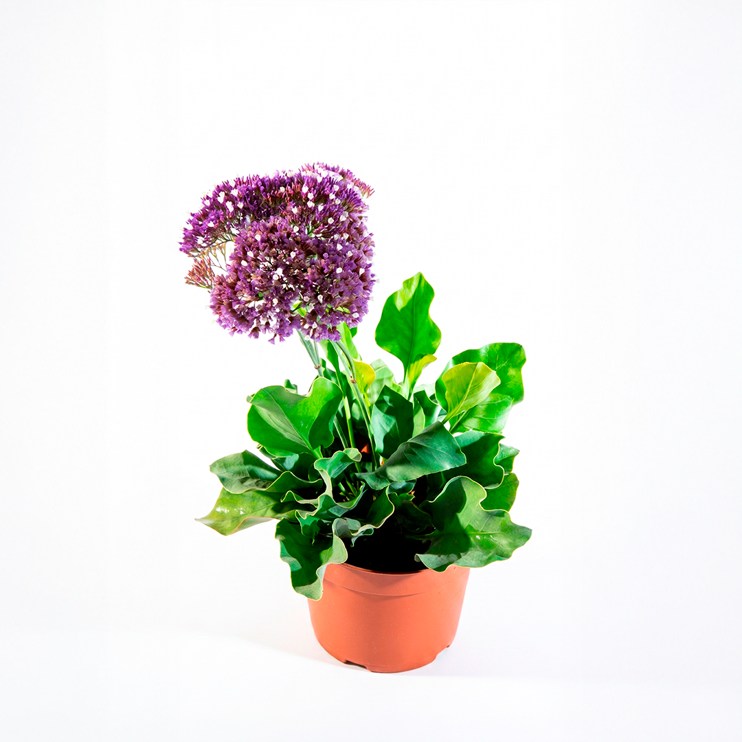 Limonium (Limonium sinuatum)