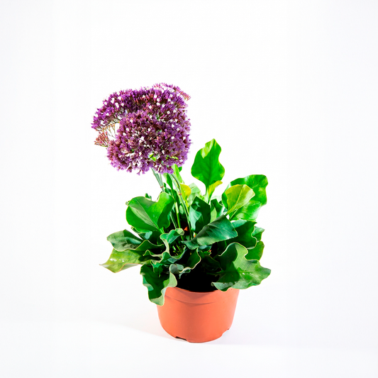 M ( 30 cm aprox.) — foto 1