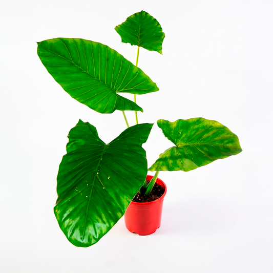 Manto de Eva (Alocasia macrorrhizos)