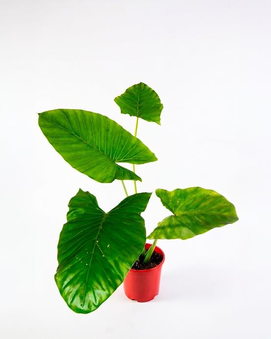 Manto de Eva (Alocasia macrorrhizos)