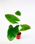 Manto de Eva (Alocasia macrorrhizos) planta tropical interior hojas grandes decorativa – Jardín El Ingenio