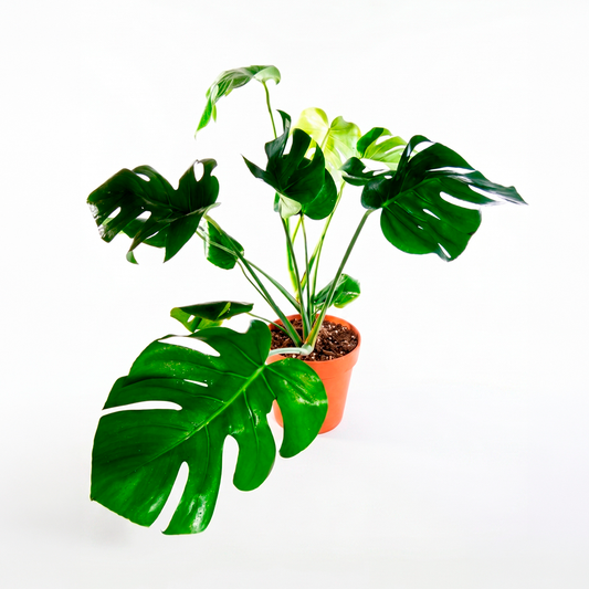 Monstera deliciosa (Monstera deliciosa liebm)