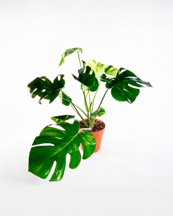 Monstera deliciosa planta tropical interior hojas perforadas decoración moderna – Jardín El Ingenio
