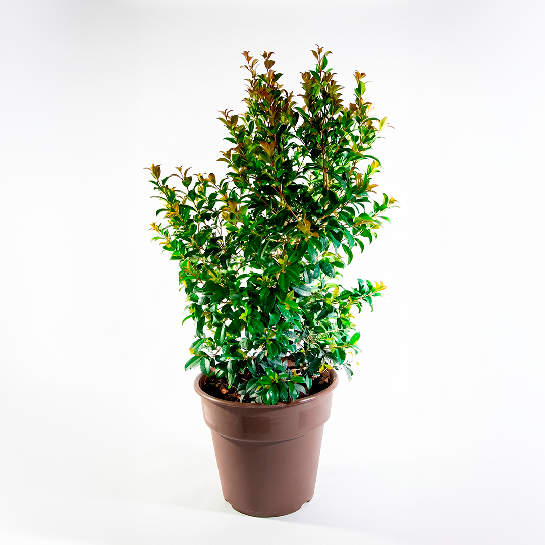 Myrceugenia (Syzygium paniculatum)