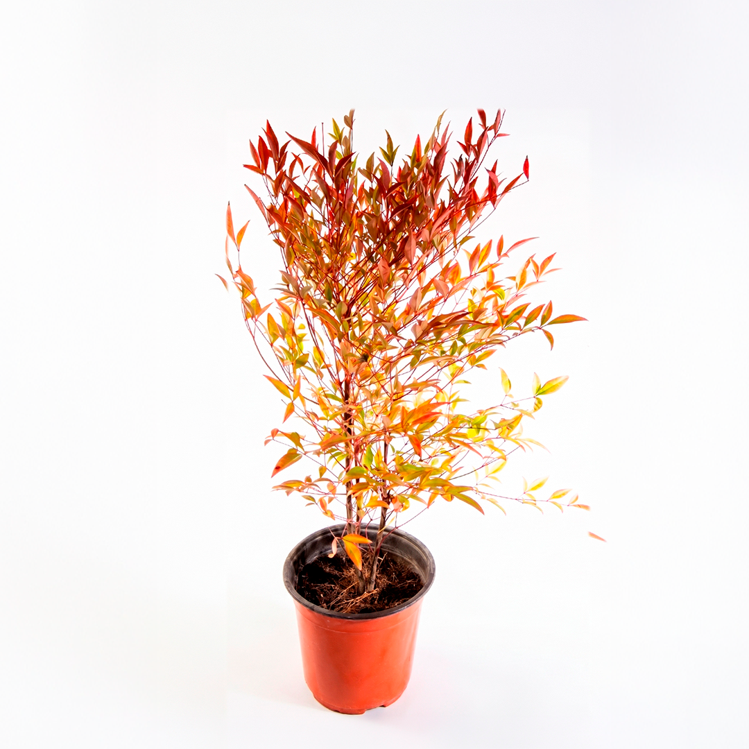 Nandina doméstica (Nandina domestica thunb)