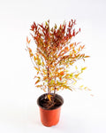Nandina doméstica (Nandina domestica) arbusto ornamental exterior follaje colorido – Jardín El Ingenio