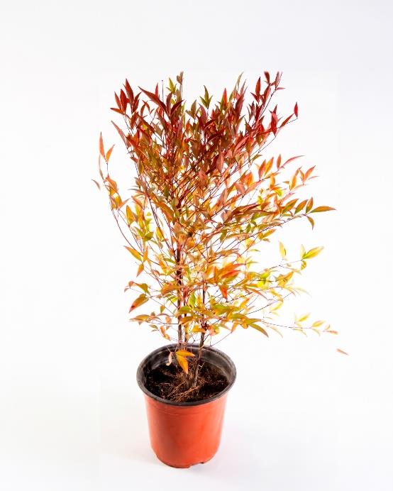 Nandina doméstica (Nandina domestica) arbusto ornamental exterior follaje colorido – Jardín El Ingenio