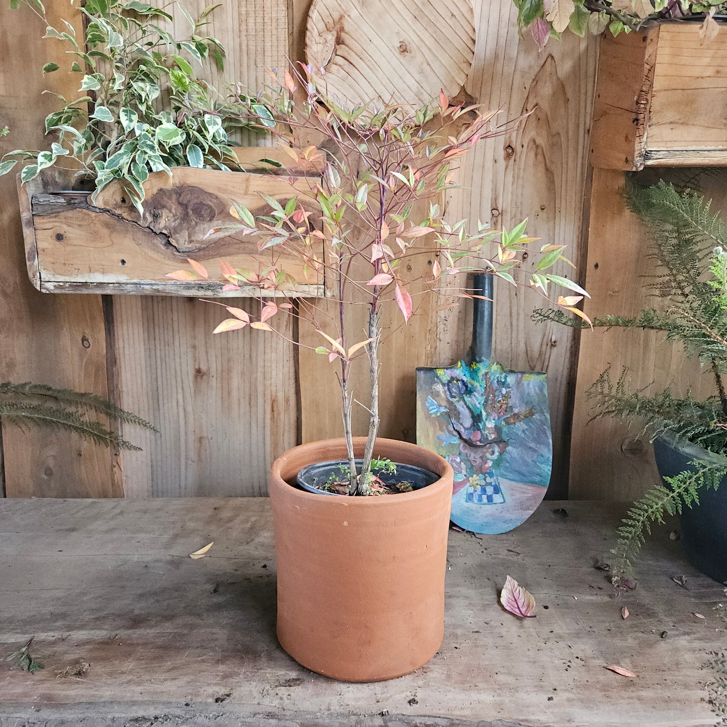 Nandina doméstica (Nandina domestica thunb)