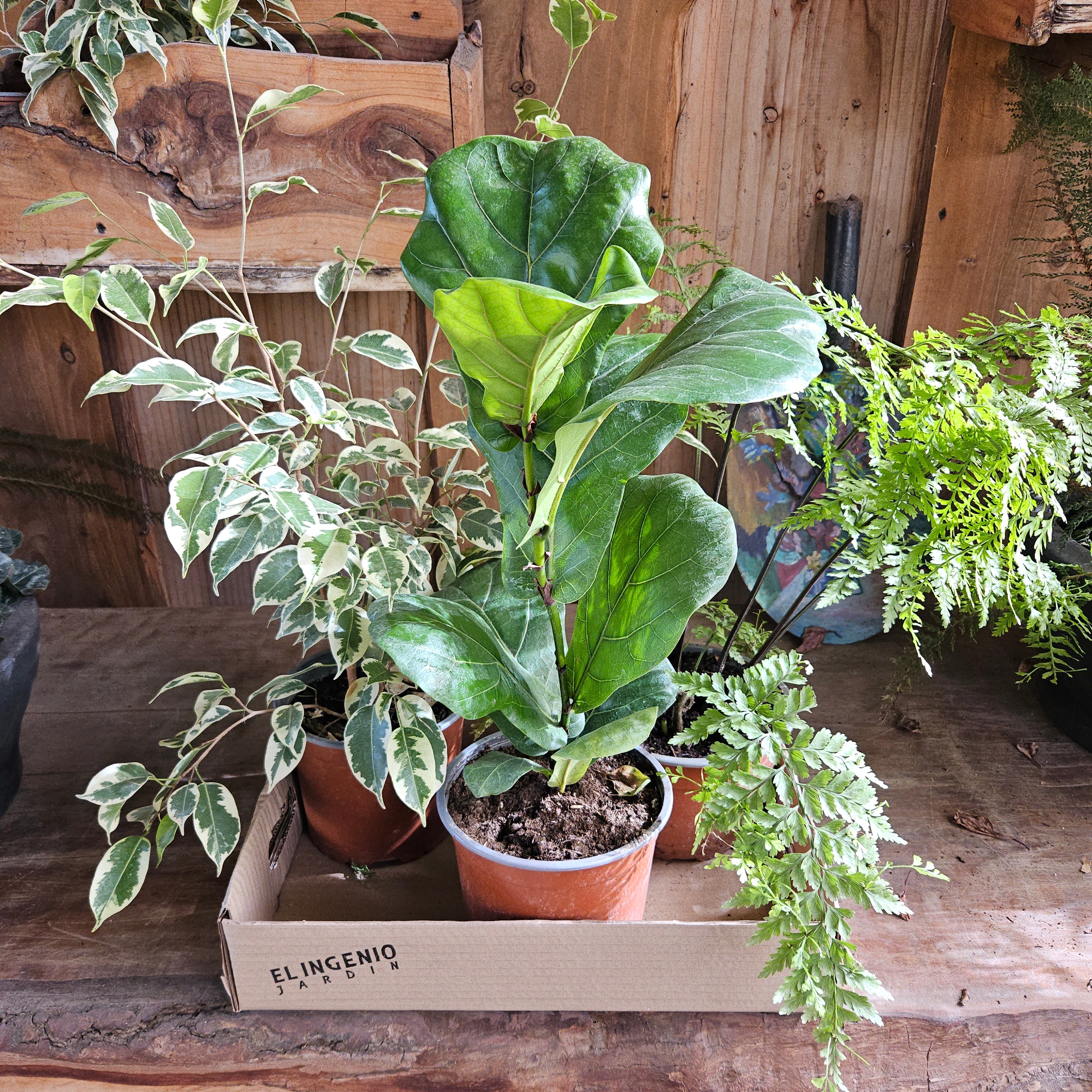 🌿 Pack Ficus & Verde — 3 plantas interior 20% Dcto.