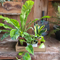 🌿 Pack Verde Moderno - 3 Plantas interior 20% Dcto.