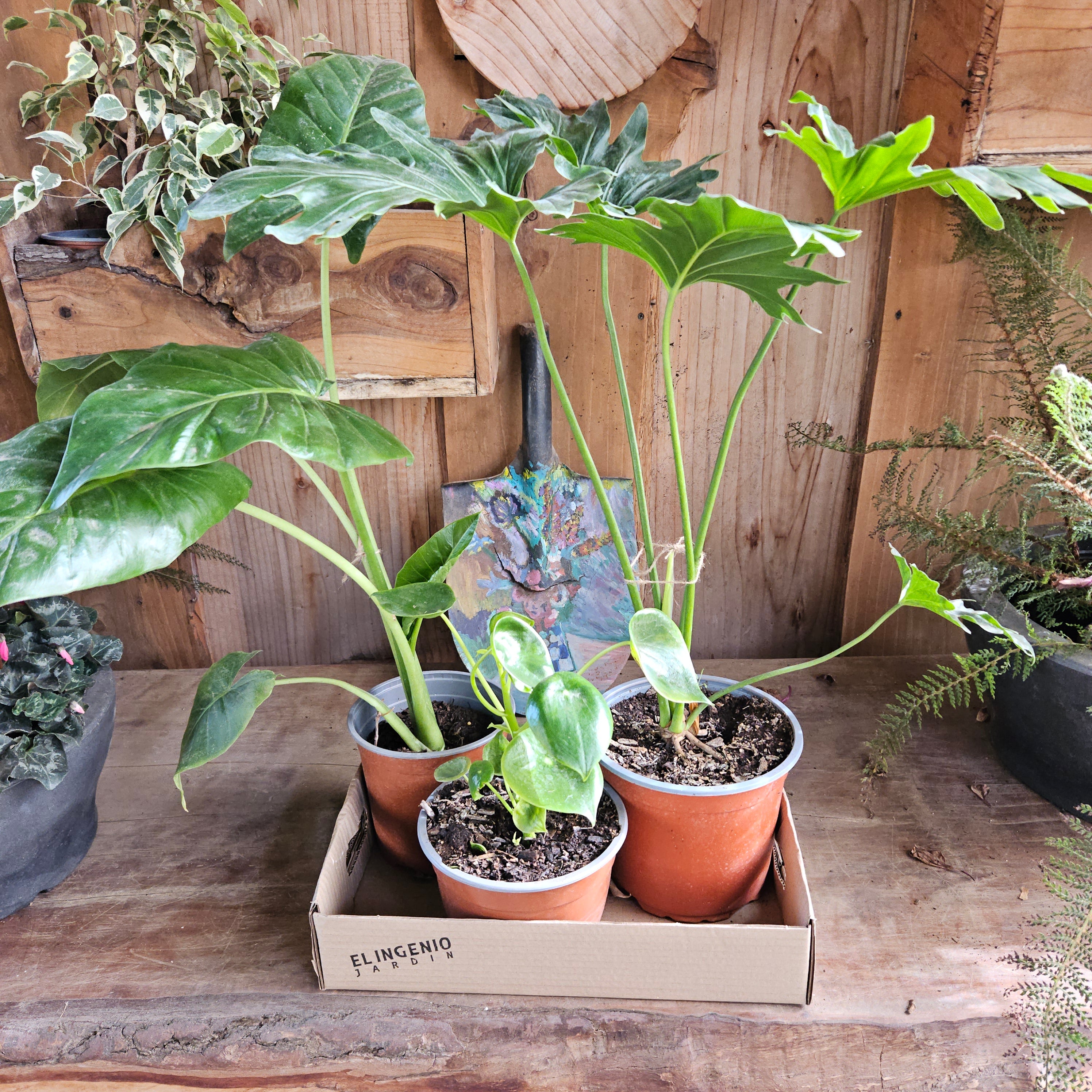 🌿 Pack Interior Clásico — 3 plantas interior 20% Dcto.